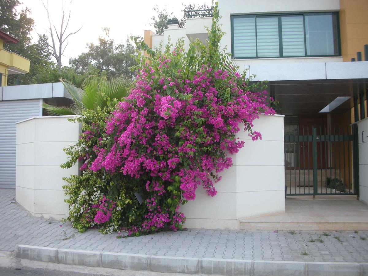 Villa Diva Kemer Kültér fotó